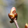 'Sticky buds' Horse Chestnut