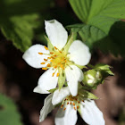 Wild Strawberry