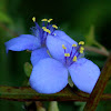 Virginia Spiderwort