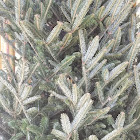 Blue Spruce