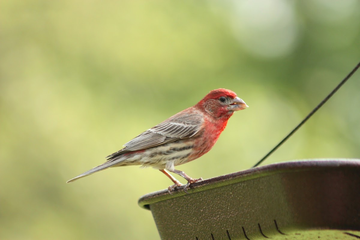 House Finch