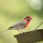 House Finch