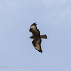 Buzzard; Ratonero Común