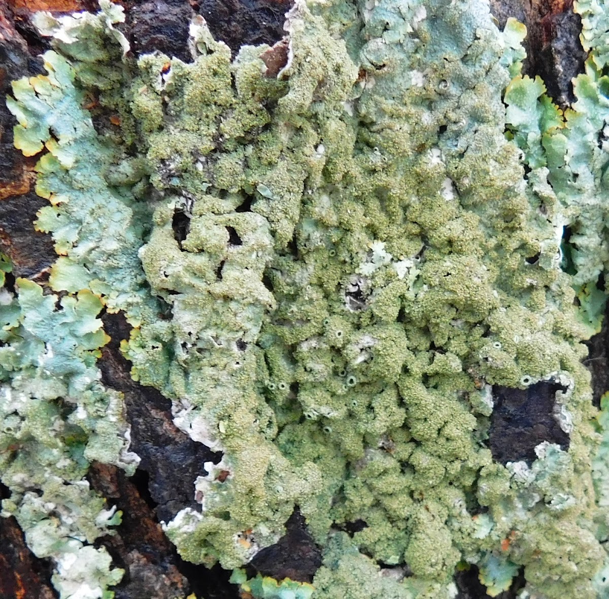 Common Greenshield (Lichen)