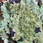 Common Greenshield (Lichen)