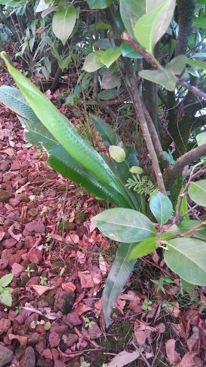 Alligator fern