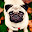 Pug Wallpaper