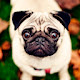 Pug Wallpaper