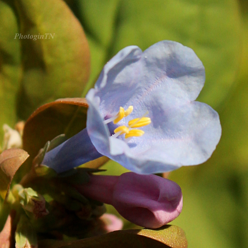 Virginia bluebell