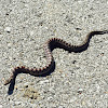 Great Plains rat snake