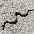 Great Plains rat snake