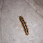 Flat-backed millipede