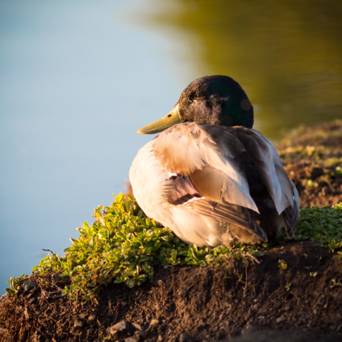 Mallard