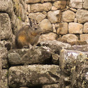 Northern Viscacha