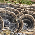 Turkey Tail