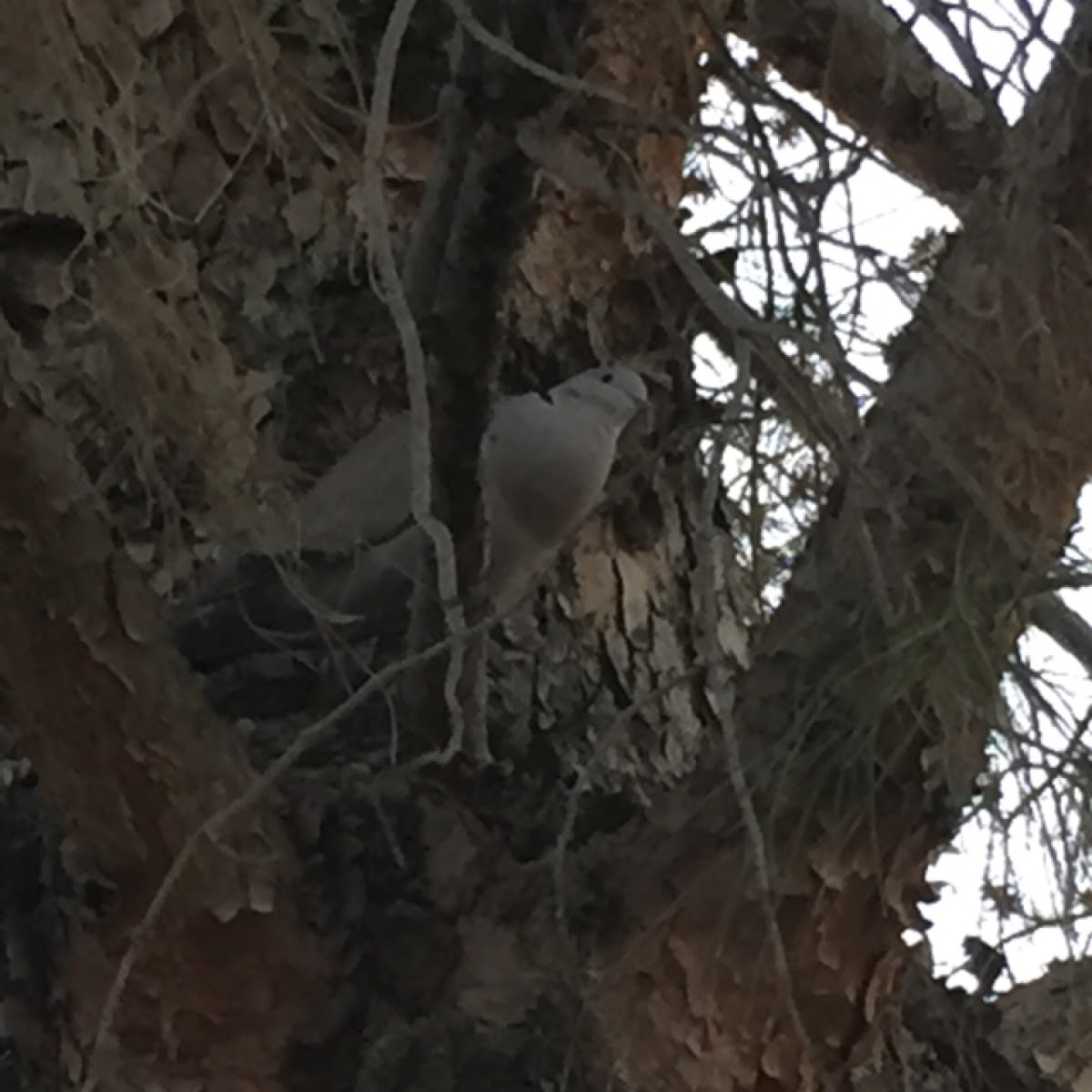 Mourning Dove