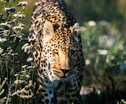 Sheeba the Leopard. 