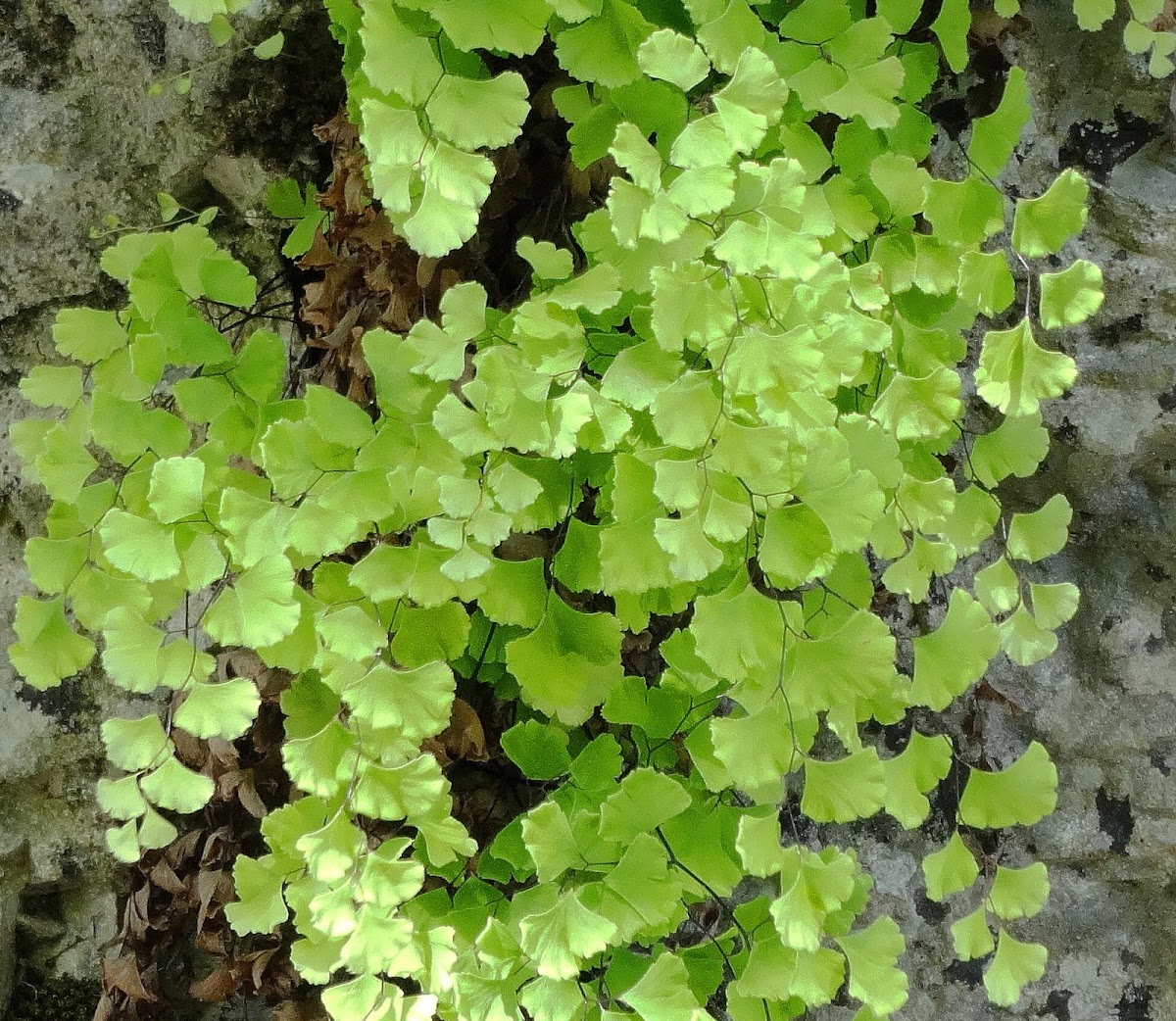 Venus Hairfern