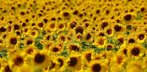 Descargar Girasoles Fondos pantalla para PC gratis - última versión -  com.araba.wallpapers.sunflower