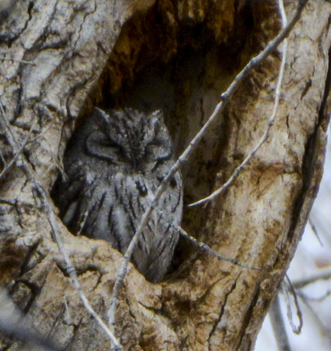 Western Screech Owl