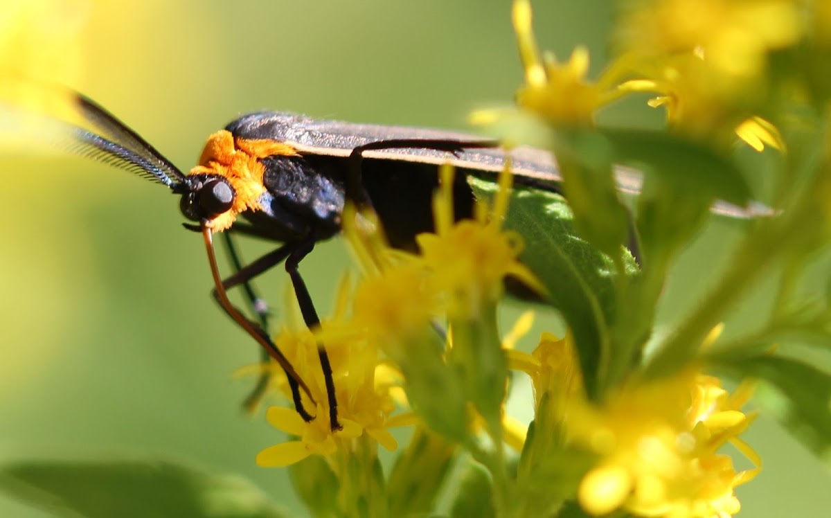 Yellow-collared Scape Moth