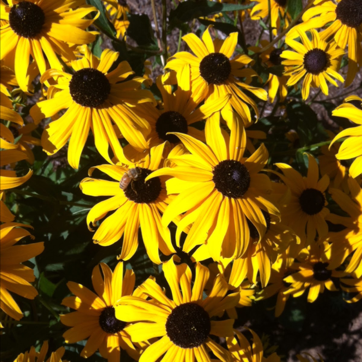 Black-eyed susan