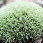 White cushion moss