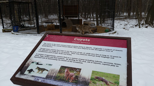 Coyote