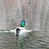 Mallard (Male)