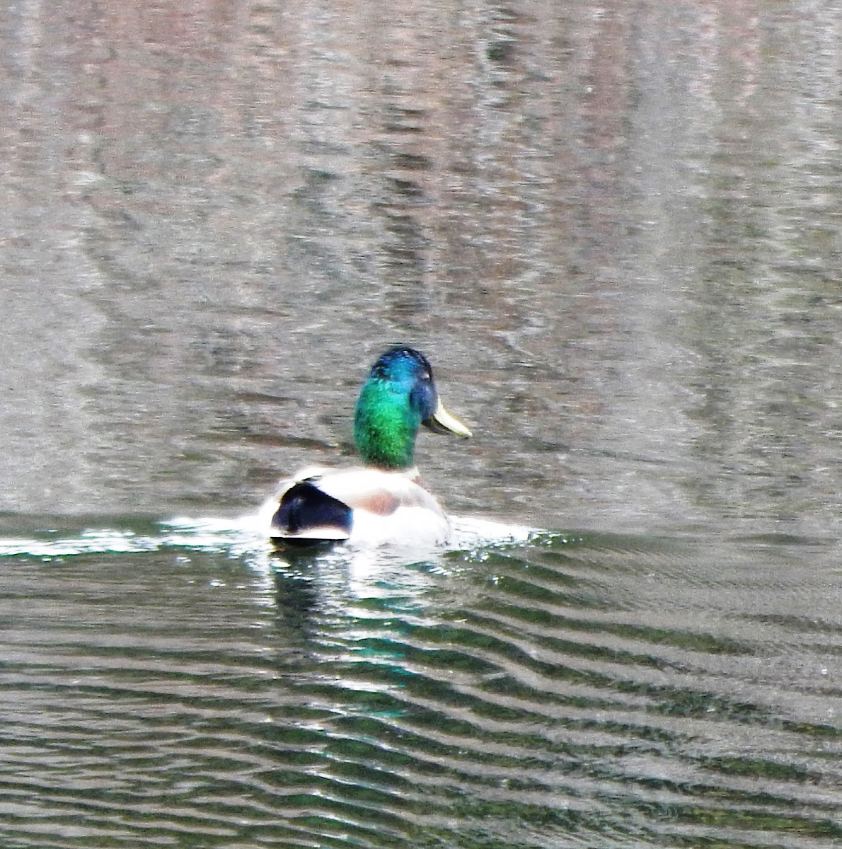 Mallard (Male)