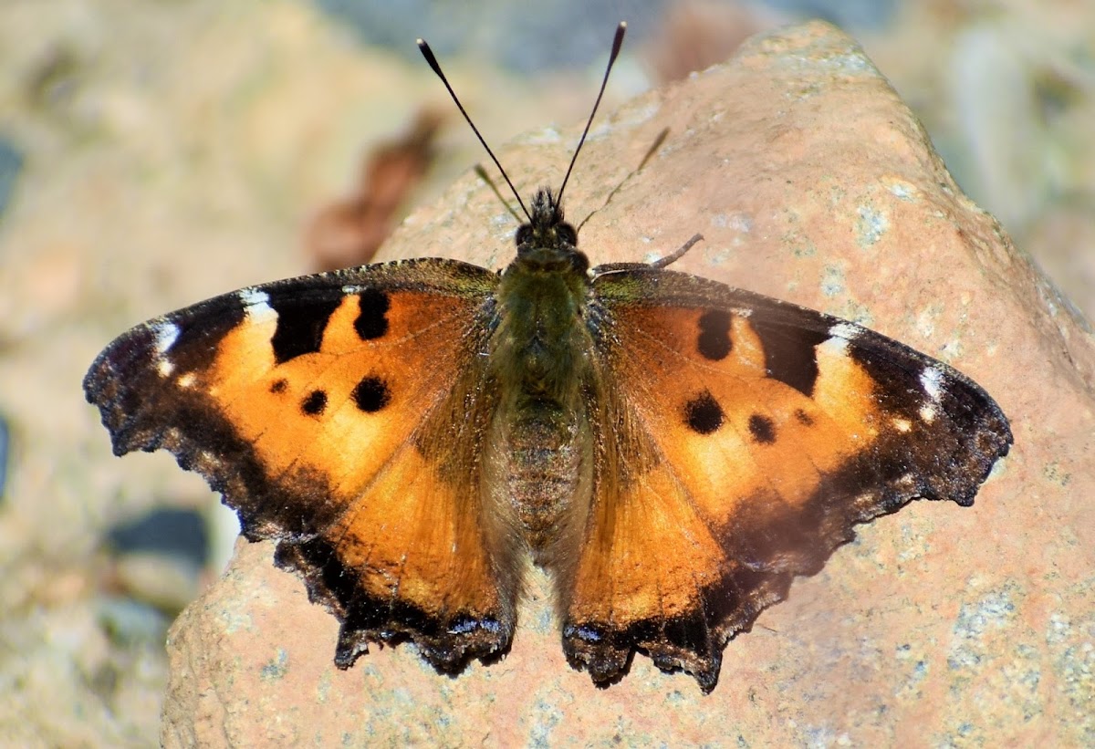 California tortoiseshell