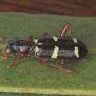 Striped clerid beetle