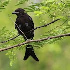 Black Drongo