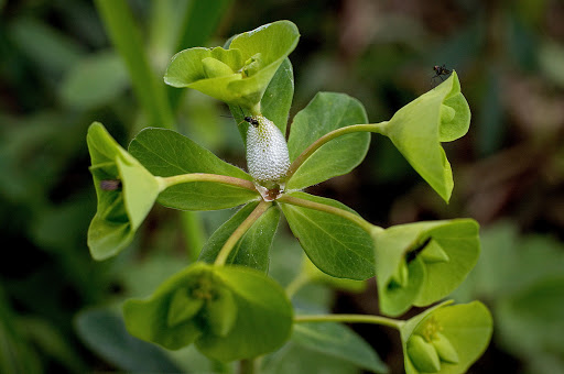 Euphorbia amygdaloides