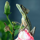 Brown Basilisk