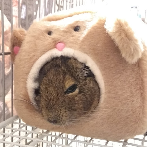 degu5のプロフィール画像