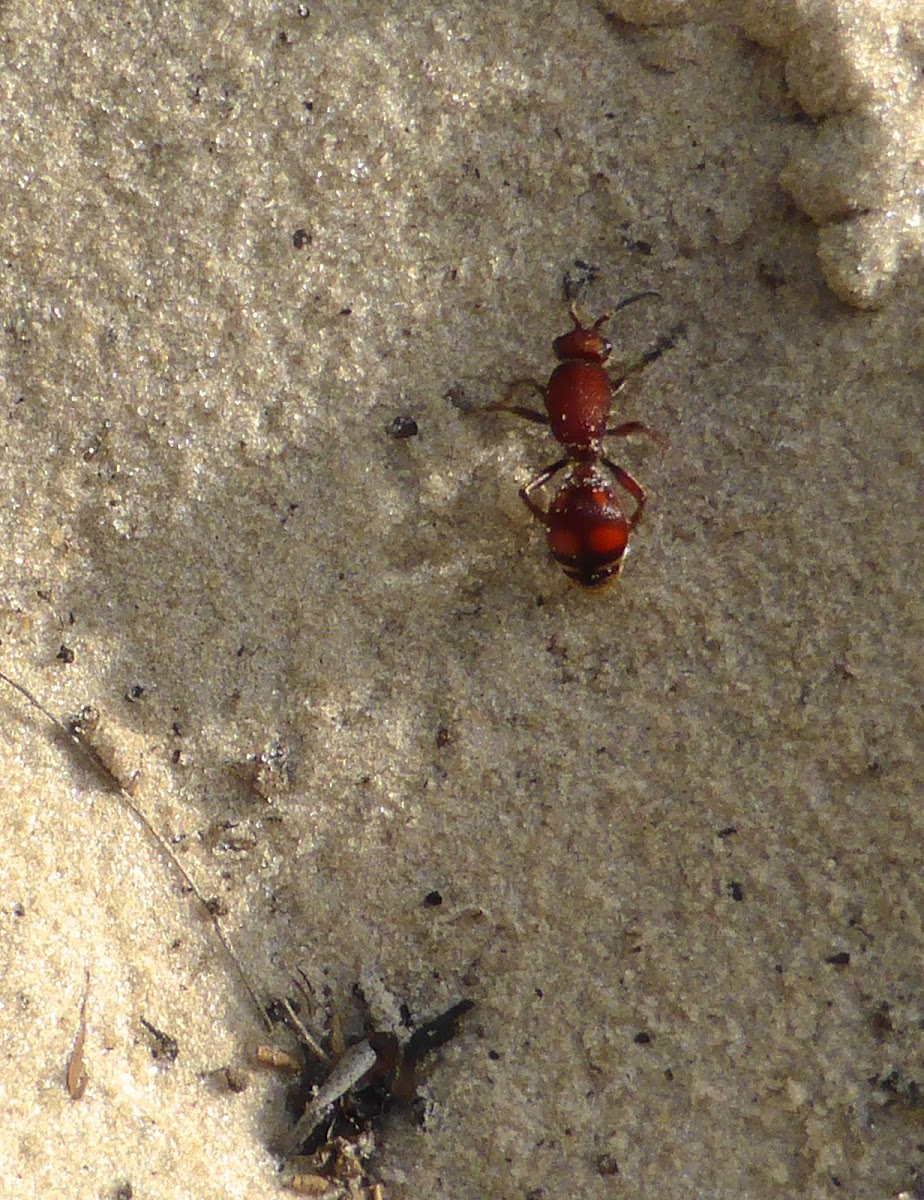 Four-spotted Velvet Ant