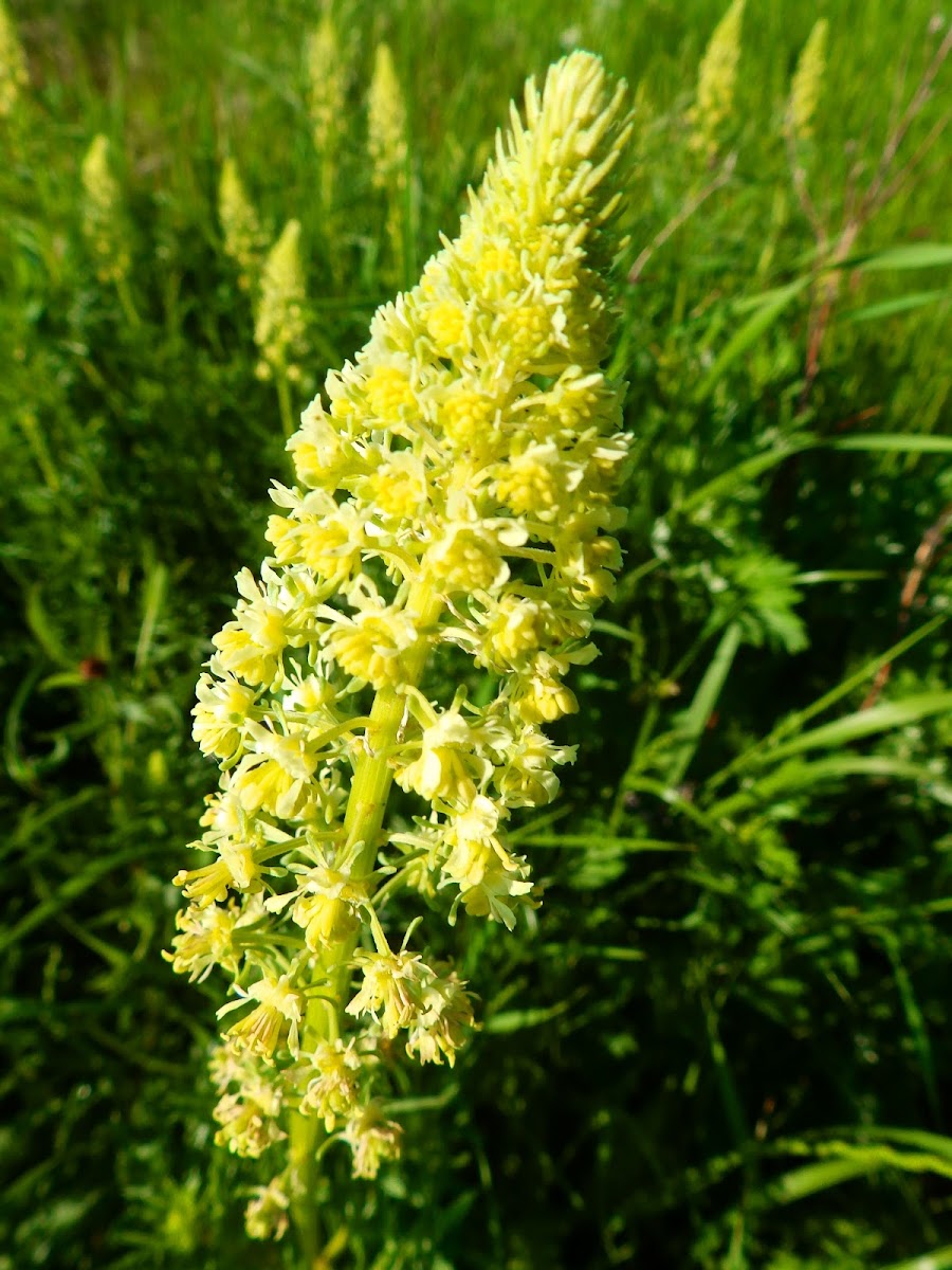 Wild mignonette