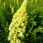 Wild mignonette