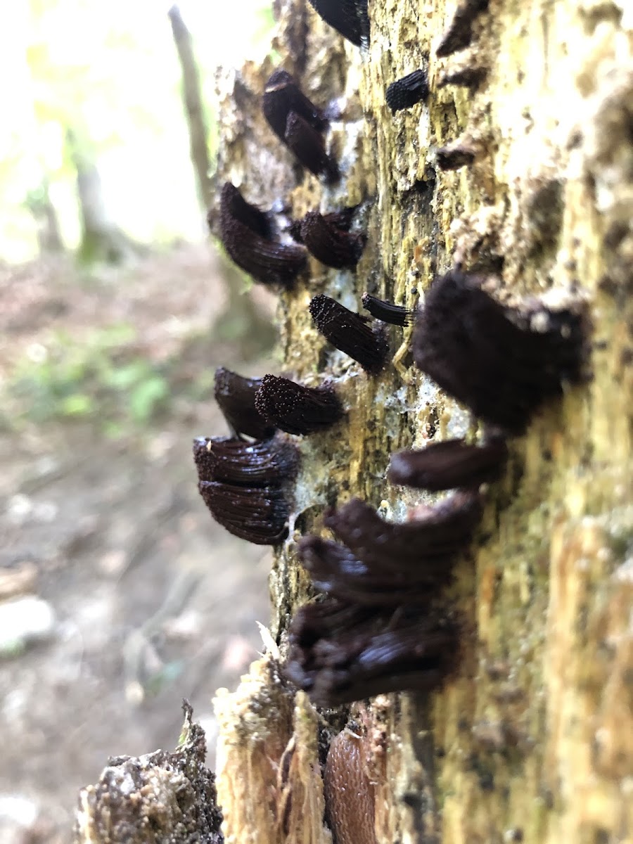 Chocolate Tube Slime