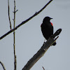 Red-Winged Blackbird