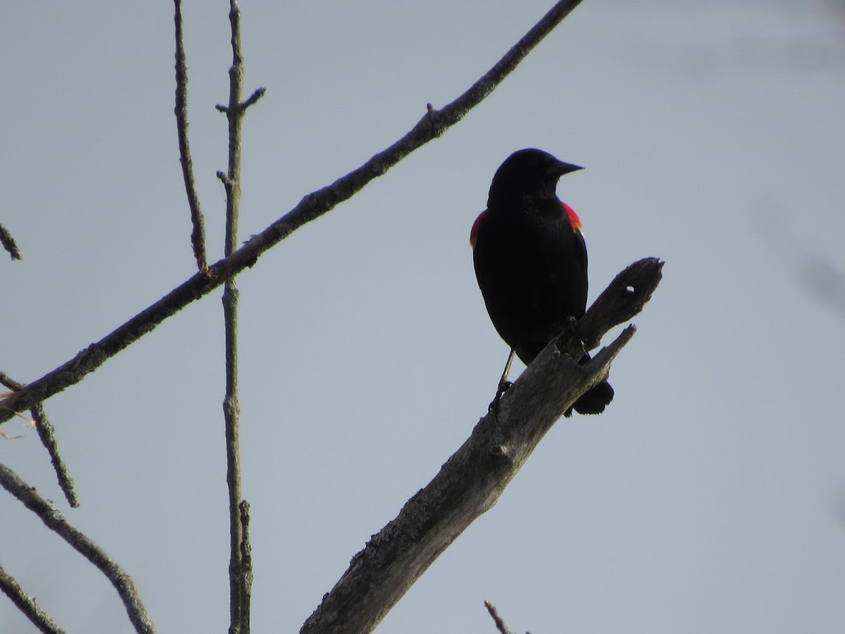 Red-Winged Blackbird