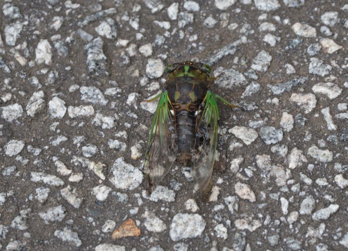 Cicada