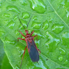 Assassin Bug