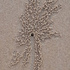 Ghost crab burrow