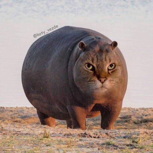 ｾﾝｼｬｯﾏﾝのプロフィール画像