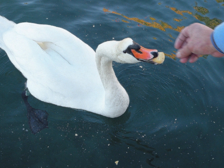 Cigno..... di peperino