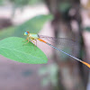 Orange-Tailed Marsh Dart