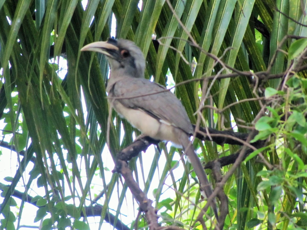 Indian Grey Hornbill