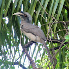 Indian Grey Hornbill